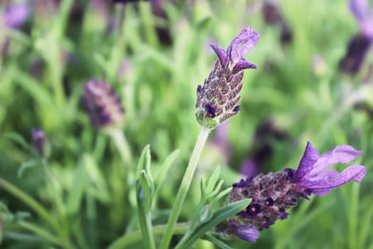 Closeup of purple lavender blossoms in the garden.