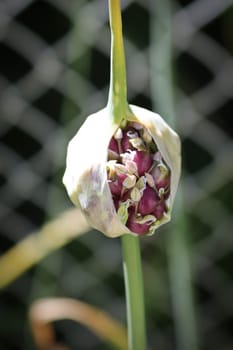 Closeup of a garlic scape flower head.