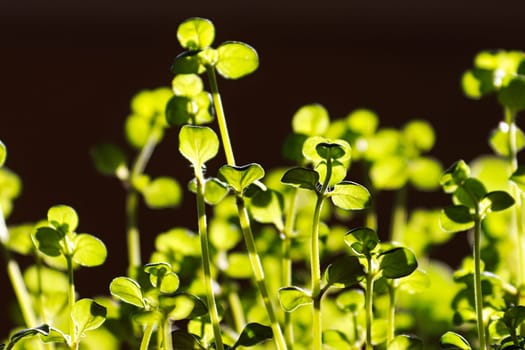 Macro of thyme plant leaves highlighted by sunlight.