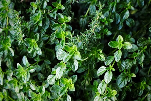 A background of two types of thyme plants.