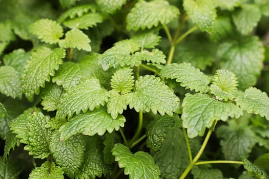 Closeup of leaves on lemon balm plants.