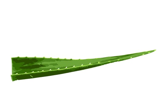 Aloe vera plant isolated on white background. Aloe vera is a succulent plant species of the genus Aloe. It is cultivated for agricultural and medicinal uses