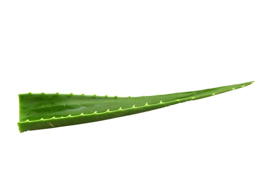 Aloe vera plant isolated on white background. Aloe vera is a succulent plant species of the genus Aloe. It is cultivated for agricultural and medicinal uses