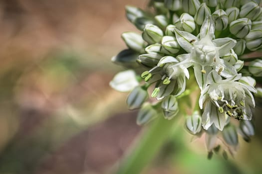 Macro of onion scape in full bloom.
