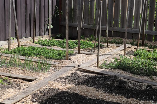 An urban garden of peas on onions with paths.