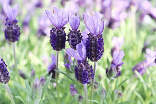 Delicate lavender blossoms bloom in the spring.