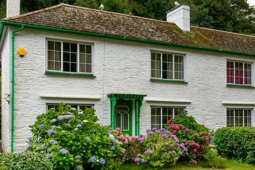 blossoming hydrangea in front of white cottage in the touristic village on Cornwall southern coast.