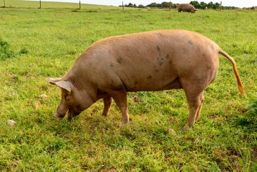 a free-range pig pasturing on a grass field in green Cornwall countryside.
