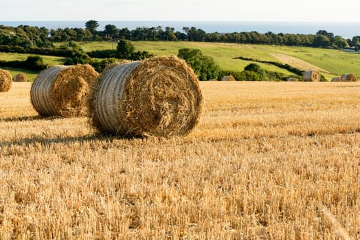 landscape with yellow corn stubbles and sheaves in green Cornwall countryside with sea in distance.