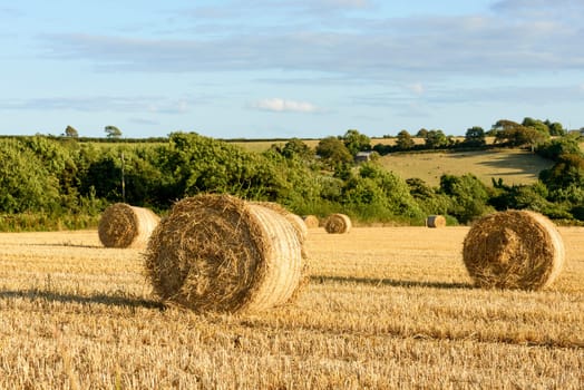 landscape with yellow corn stubbles and sheaves in green hilly Cornwall countryside .