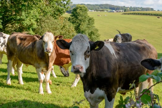 some cows pasturing in the gorgeous Cornwall countryside .