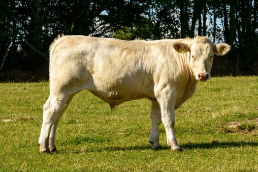 white young bull pasturing in the gorgeous Devon countryside .