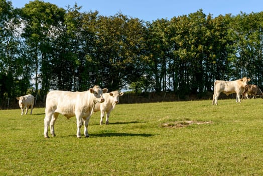 some cows pasturing in the gorgeous Devon countryside .