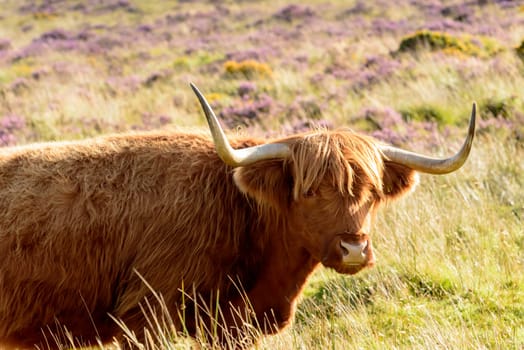 muzzle and long horns of hairy cattle grazing among heather bush in the moor .