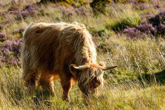 hairy cattle grazing among haether bush in the moor .