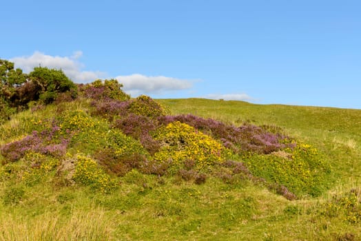 landscape with moor vegetation, in background the hilly countryside.