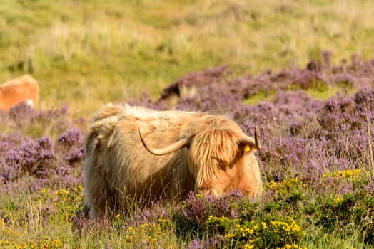 muzzle of hairy cattle grazing among heather bush in the moor .