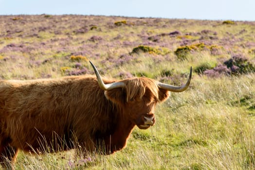 long horns of hairy cattle grazing among haether bush in the moor .