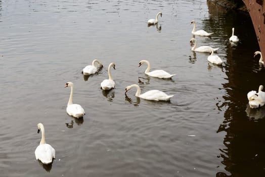 a group of swans floating in river Exe that flows in town center.