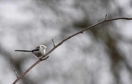 tail tit on a branch