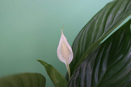 beautiful plant of green leaves and white flowers