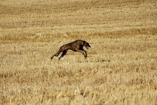 Spanish greyhound in mechanical hare race in the countryside