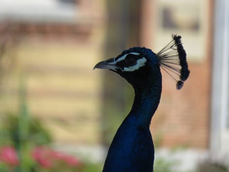 beautiful peacock of fantastic bright colors of long feathers