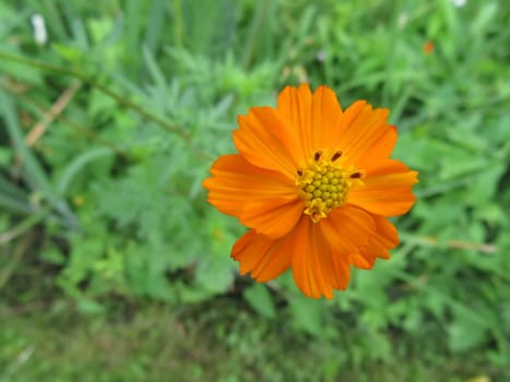 beautiful naturally colored flowers different fresh luminous aromatics