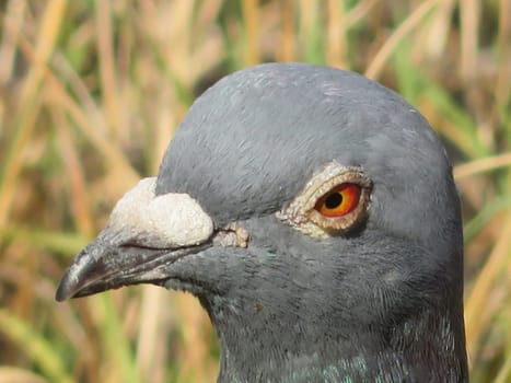 beautiful pigeon posing for photo with intense colors