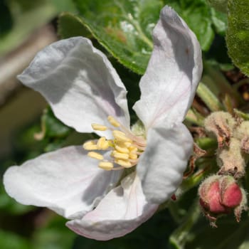 Apple tree (Malus domestica), blossoms of springtime