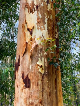Australian Yellow Bellied Gliders bite V-shaped notches into eucalyptus trees to drink the sap, as pictured.
