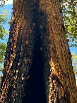 Countless cicada exoskelletons attached to a tree