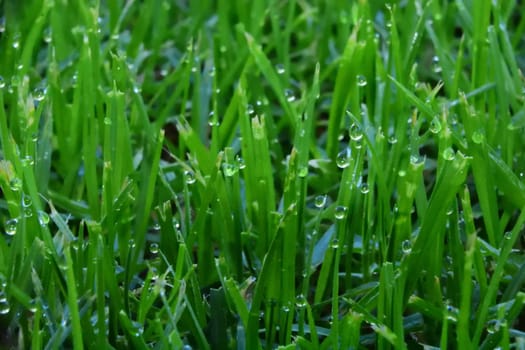Droplets on blades of grass