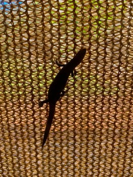 A skink climbing up a sliding door