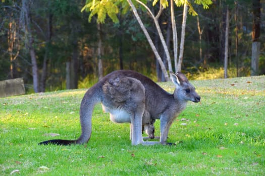A Kangaroo with her Joey on grass