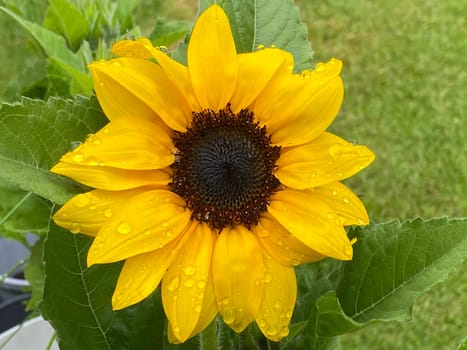A small sunflower mid-bloom