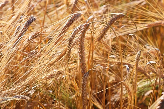 Closeup of heavy ripe barley heads in a field.