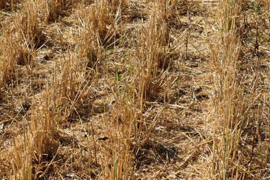 Looking down at harvested barely rows in a field.