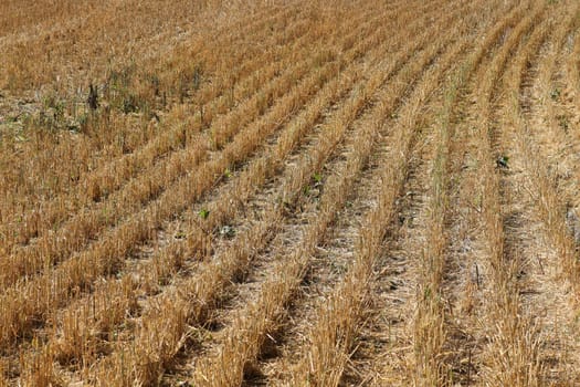 Looking across harvested rows of barley stalks in a field.