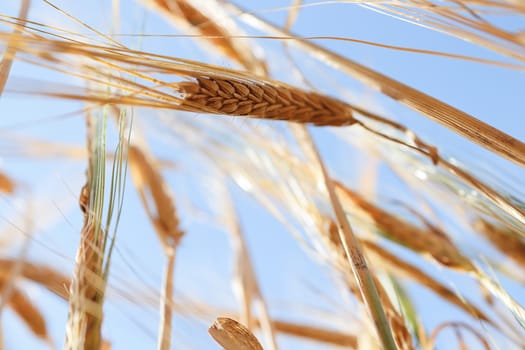 Looking up at a blue sky through a barley field.