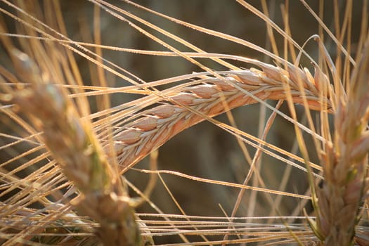 Macro view of a barley head ripe and heavy in autumn.
