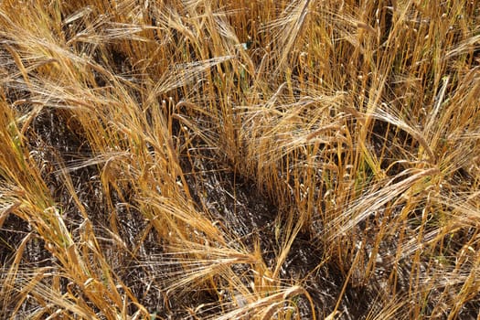 Looking down at rows of ripe barley heads.
