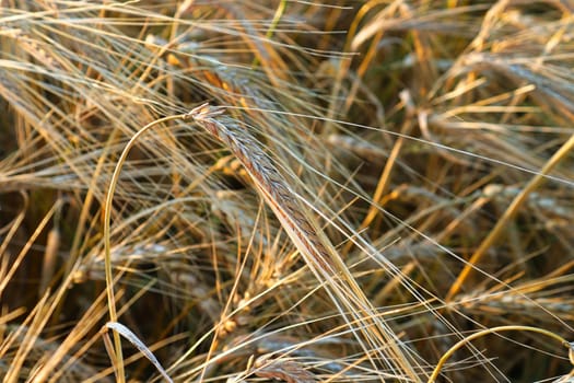Closeup of heavy ripe barley heads in a field.