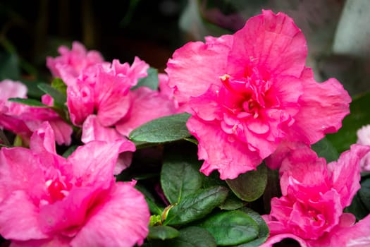 Flowers of pink japanese azalia Kermesina Rous or rhododendron simsii. Purple azalia blossom. Close up