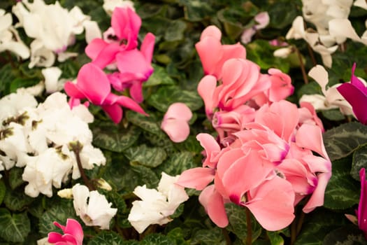 Blooming cyclamen with pink, white and red flowers growing in pots mixed close up