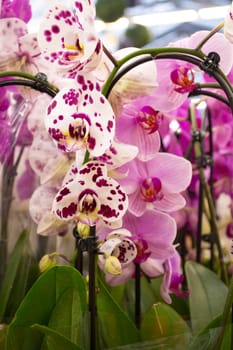Colorful mix of Phalaenopsis orchid flowers bloom, violet, purple, orange, white and pink. Vertical image