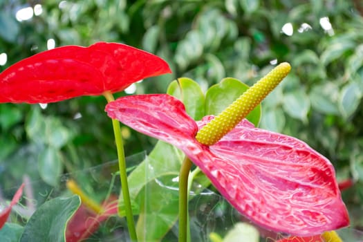 Close up of several red anthurium andreanum or flamingo lily