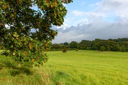 landscape with  grass fields of hilly Dorset countryside with tree leaves lightened by sun rays in foreground.