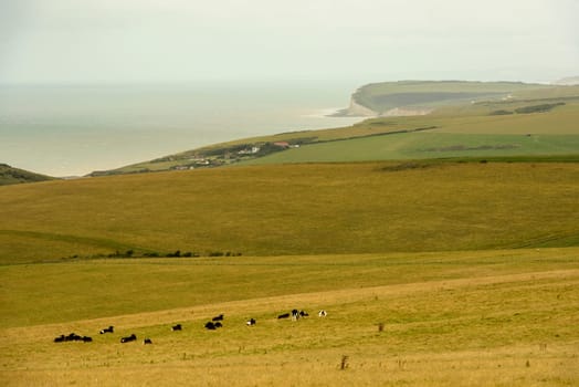 landscape with some cows grazing on the coast of green Downs countryside, shot under bright cloudy sky near Eastbourne, East Sussex .