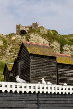 foreshortening of seagulls and old net huts built in wood and painted black under the cliff  in historic village of Hastings, East Sussex .